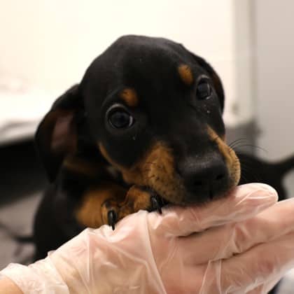 Cardamom - Doberman Pinscher/Bernese Mountain Dog available for adoption at Calgary Humane Society in Calgary