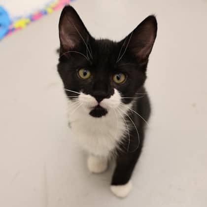 Figaro - Domestic Medium Hair cat available for adoption at Calgary Humane Society in Calgary