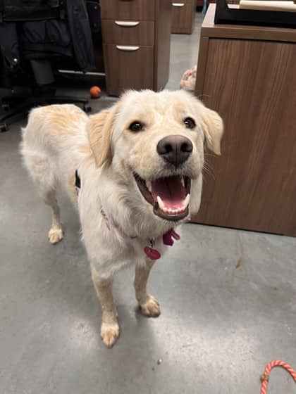 Sally - Australian Shepherd/Mix available for adoption at Calgary Humane Society in Calgary