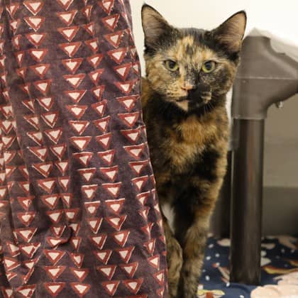 Haley - Domestic Shorthair/Mix cat available for adoption at Calgary Humane Society in Calgary