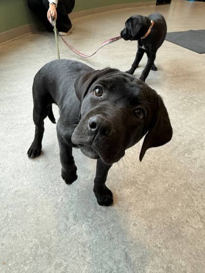 Grape Crush - Cane Corso/Labrador Retriever available for adoption at Calgary Humane Society in Calgary