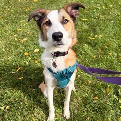 Max - Border Collie/Mix available for adoption at Calgary Humane Society in Calgary