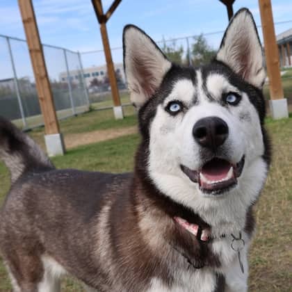 Bingo - Siberian Husky available for adoption at Calgary Humane Society in Calgary