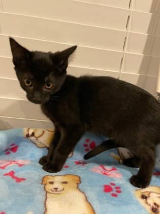 Gonzo - Domestic Shorthair cat available for adoption at Calgary Humane Society in Calgary