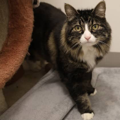 Chloe - Domestic Shorthair/Mix cat available for adoption