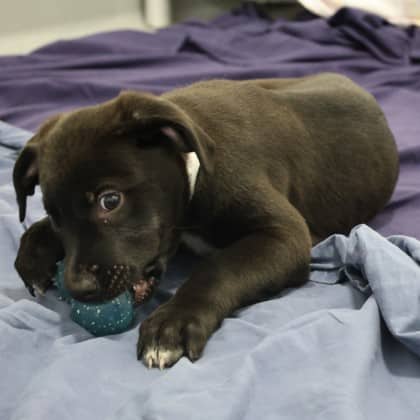 Lila - Pit Bull Terrier/Mix available for adoption at Calgary Humane Society in Calgary