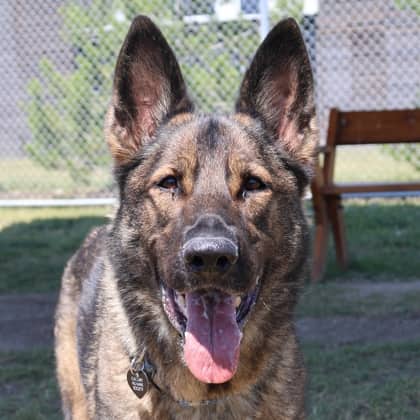 Pepper - Shepherd available for adoption