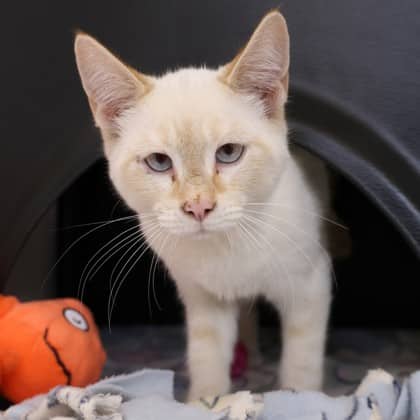 Caleb - Domestic Shorthair/Mix cat available for adoption at Calgary Humane Society in Calgary