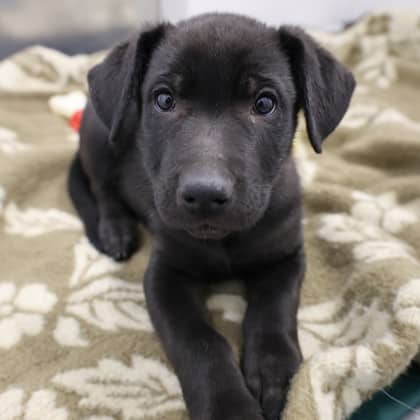 Pugsley - Large Mixed Breed available for adoption at Calgary Humane Society in Calgary