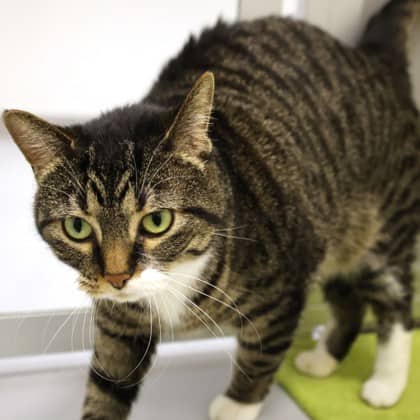 George - Domestic Shorthair/Mix cat available for adoption