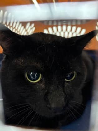 Slippy - Domestic Shorthair/Mix cat available for adoption