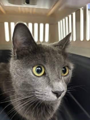 Cupcake - Russian Blue/Mix cat cat available for adoption at Calgary Humane Society in Calgary