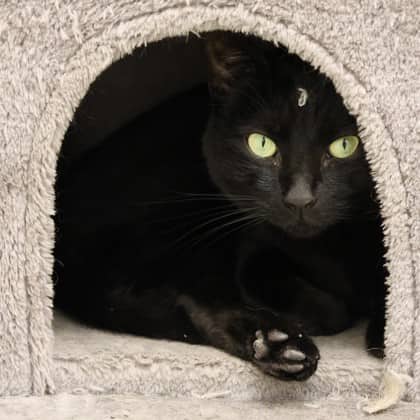Minnie - Domestic Shorthair/Mix available for adoption