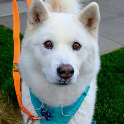 Nala - Samoyed/Mix available for adoption at Calgary Humane Society in Calgary