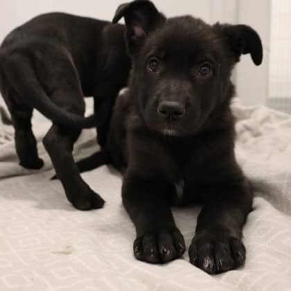 Lurch - Large Mixed Breed available for adoption at Calgary Humane Society in Calgary