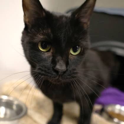 Cayenne - Domestic Shorthair/Mix cat available for adoption