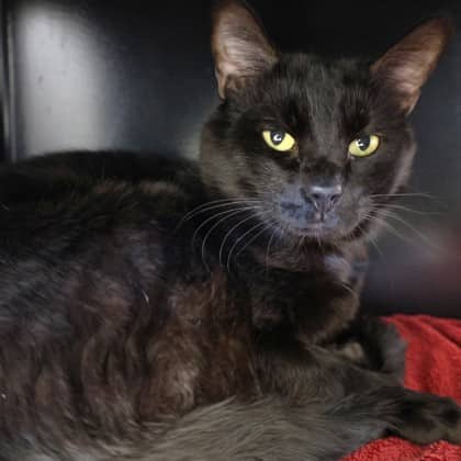 Cosworth - Domestic Shorthair/Mix cat available for adoption at Calgary Humane Society in Calgary