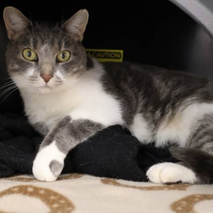 Mimi - Domestic Shorthair/Mix cat cat available for adoption at Calgary Humane Society in Calgary