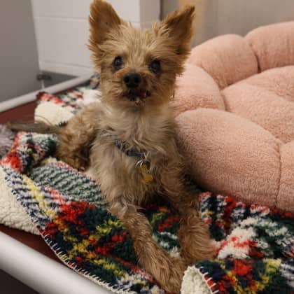 Ace - Yorkshire Terrier/Miniature Schnauzer available for adoption at Calgary Humane Society in Calgary