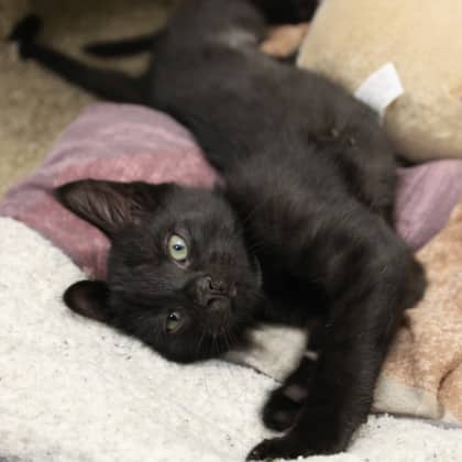 Indigo - Domestic Shorthair cat available for adoption at Calgary Humane Society in Calgary