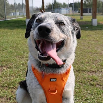 Fletcher - Australian Cattle Dog available for adoption at Calgary Humane Society in Calgary