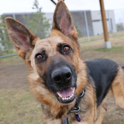 Jura - German Shepherd/Mix available for adoption