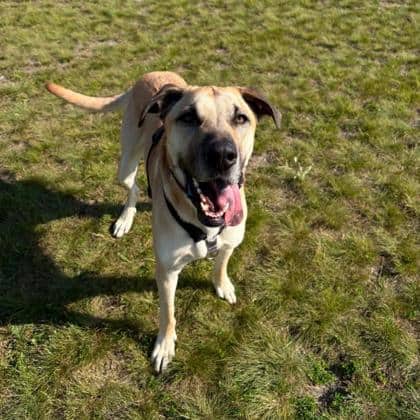 Charles - Great Dane/Mix available for adoption at Calgary Humane Society in Calgary