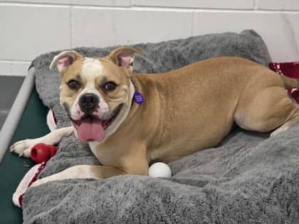 Scout - Olde English Bulldogge/Mix available for adoption at Calgary Humane Society in Calgary