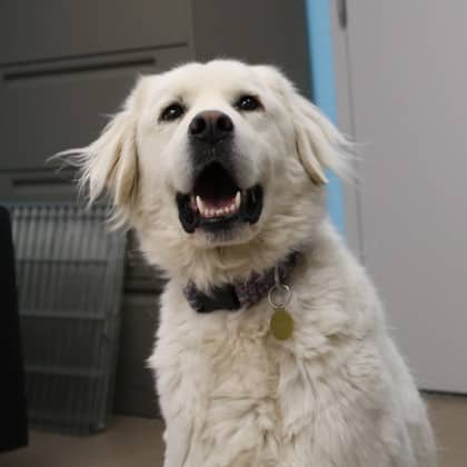 Angel - Large Mixed Breed available for adoption at Calgary Humane Society in Calgary