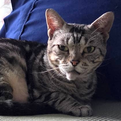 Lily - Bengal/Mix cat available for adoption