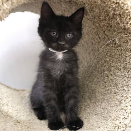 Idris - Domestic Shorthair cat available for adoption at Calgary Humane Society in Calgary