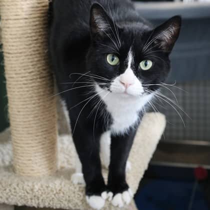 Shake - Domestic Shorthair/Mix cat available for adoption