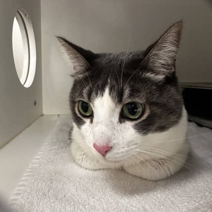 Mikee - Domestic Shorthair/Mix cat available for adoption