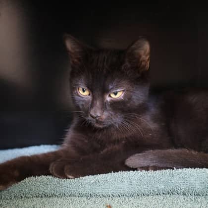 Galaxy - Domestic Shorthair cat available for adoption at Calgary Humane Society in Calgary