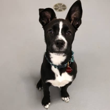 Chewy - Medium Mixed Breed available for adoption