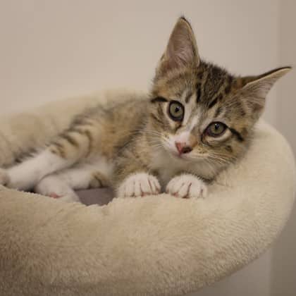 Errol - Domestic Shorthair available for adoption