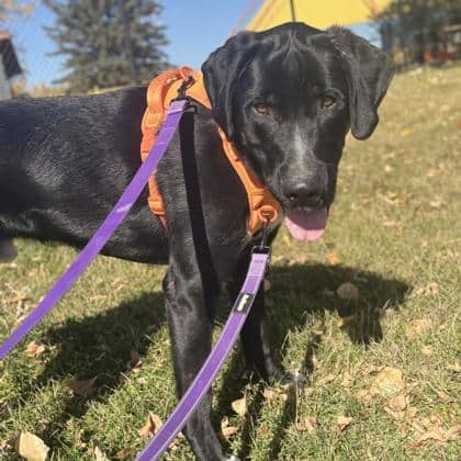 Chester - Large Mixed Breed available for adoption