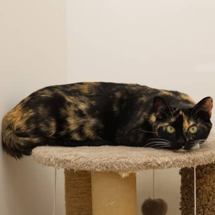 Dutchess - Domestic Shorthair/Mix cat available for adoption at Calgary Humane Society in Calgary