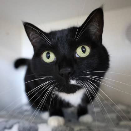 Felicity - Domestic Shorthair/Mix cat available for adoption