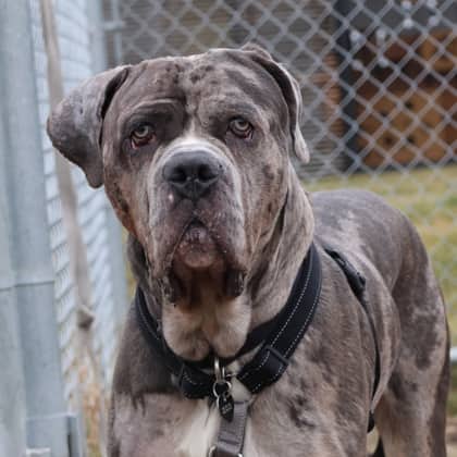 Hyperion - Cane Corso/Mix available for adoption at Calgary Humane Society in Calgary
