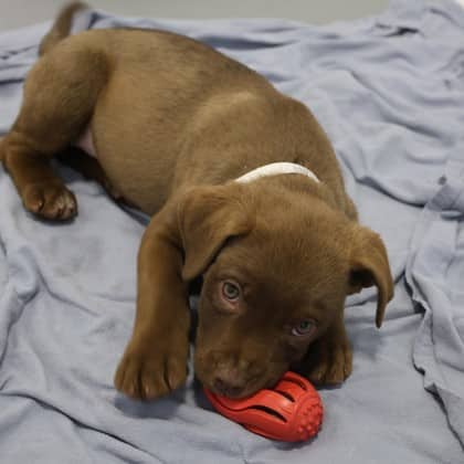 Coco - Pit Bull Terrier/Mix available for adoption
