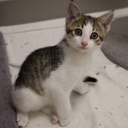 Dylan - Domestic Shorthair cat available for adoption at Calgary Humane Society in Calgary