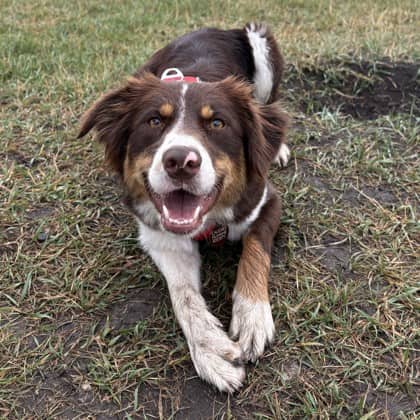 Bailey - Border Collie/Mix available for adoption