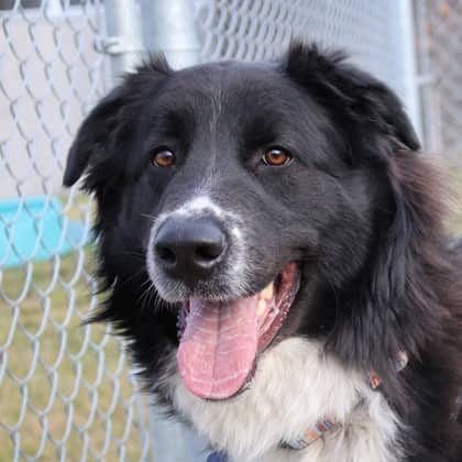 Leo - Medium Mixed Breed available for adoption at Calgary Humane Society in Calgary