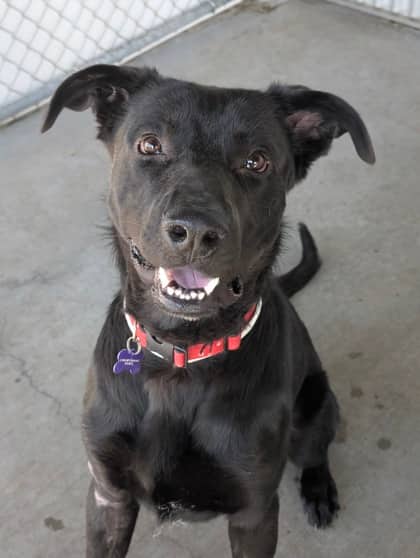 Bean - Medium Mixed Breed available for adoption