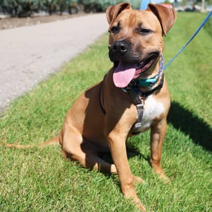 Bronte - American Staffordshire Terrier/Mix available for adoption
