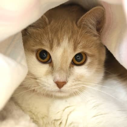 Peaches - Domestic Shorthair/Mix cat cat available for adoption at Calgary Humane Society in Calgary