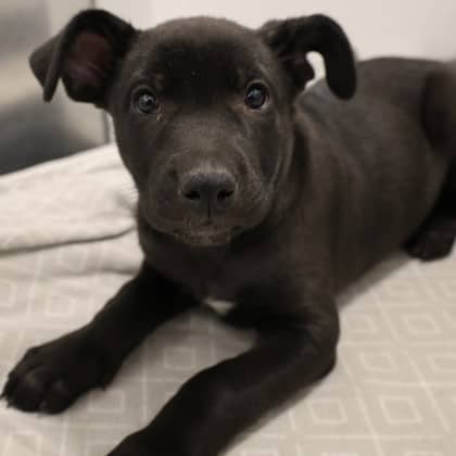 Morticia - Large Mixed Breed available for adoption at Calgary Humane Society in Calgary
