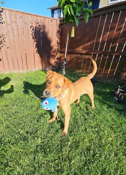 Meet
            Chloe - Mixed Breed, Medium (up to 44 lbs fully grown)/Mix available for adoption