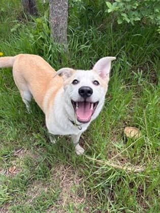 Meet
            Dakota - Mixed Breed, Medium (up to 44 lbs fully grown)/Mix available for adoption